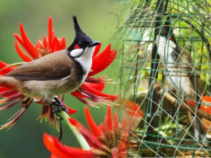 Nuôi chim dưới góc nhìn văn hóa thống trị Nuôi chim dưới góc nhìn văn hóa thống trị