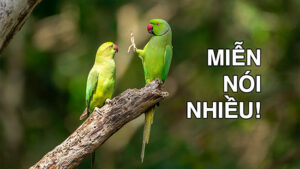 Những lời tăm tối và rối rắm làm xáo trộn ngôn ngữ của tình yêu Những lời tăm tối và rối rắm làm xáo trộn ngôn ngữ của tình yêu